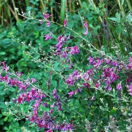 Lespedeza Shrub Seeds - Flower Plant 