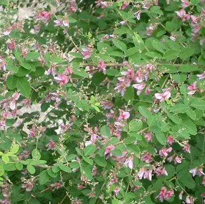 Lespedeza Shrub Seeds - Flower Plant 