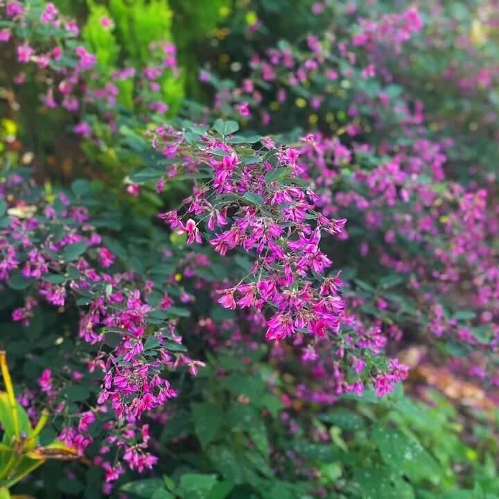 Lespedeza Shrub Seeds - Flower Plant 