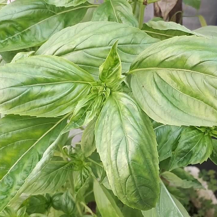 Lettuce Leaf Basil Seeds - Herbal Plant 