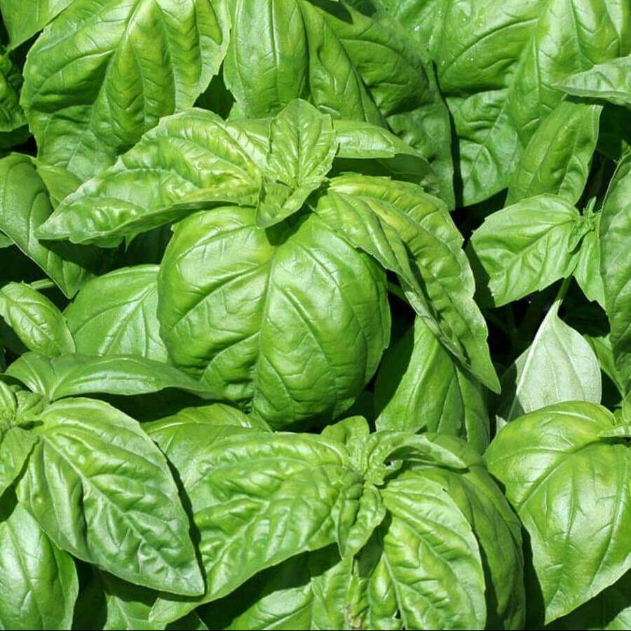 Lettuce Leaf Basil Seeds - Herbal Plant 