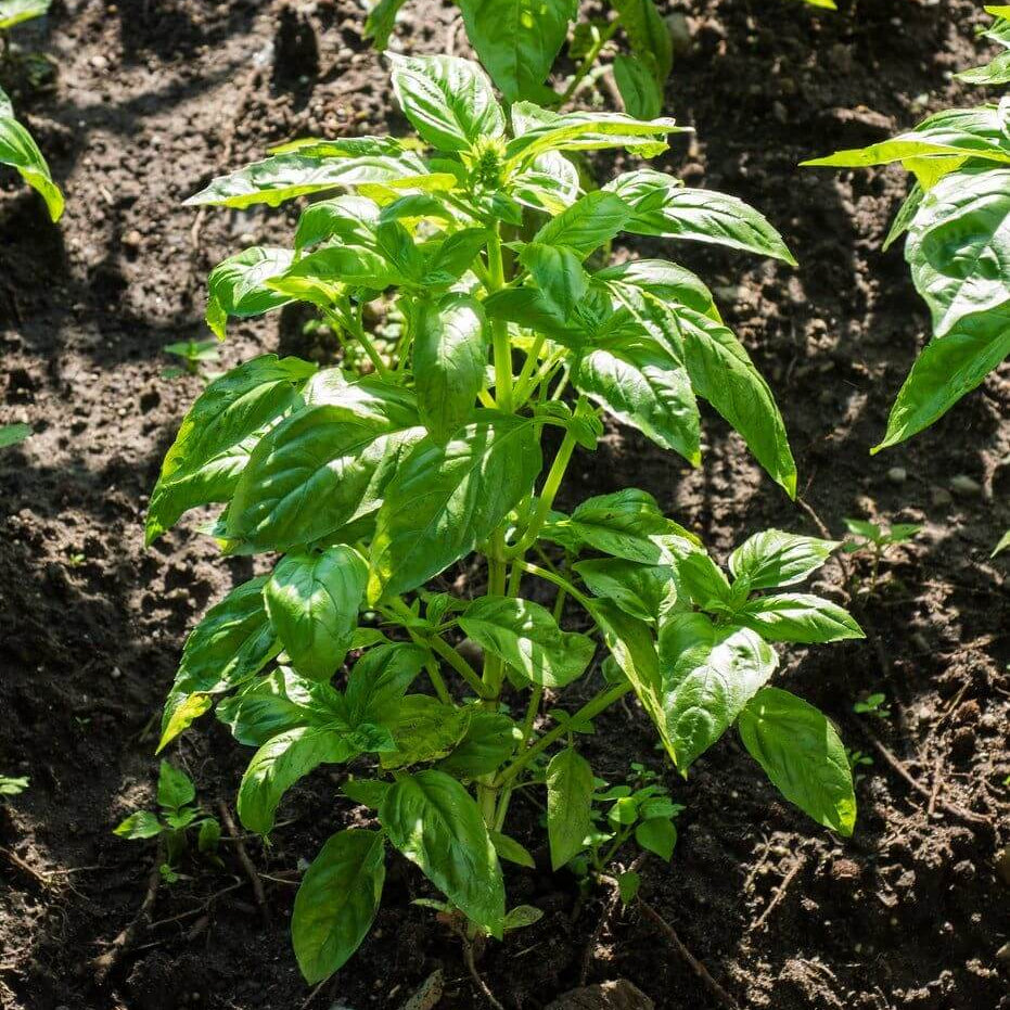Lettuce Leaf Basil Seeds - Herbal Plant 