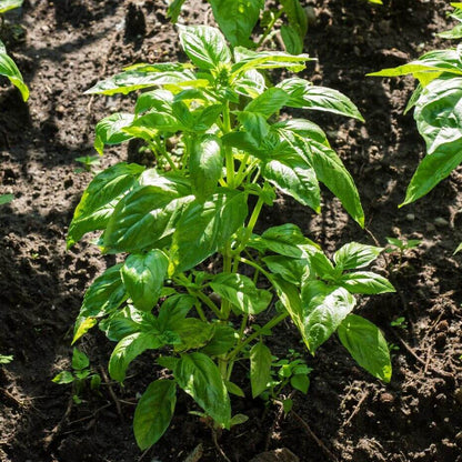 Lettuce Leaf Basil Seeds - Herbal Plant 