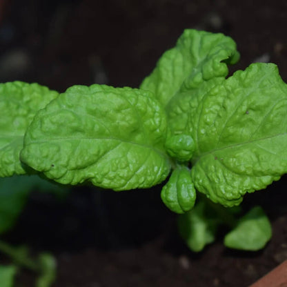 Lettuce Leaf Basil Seeds - Herbal Plant 