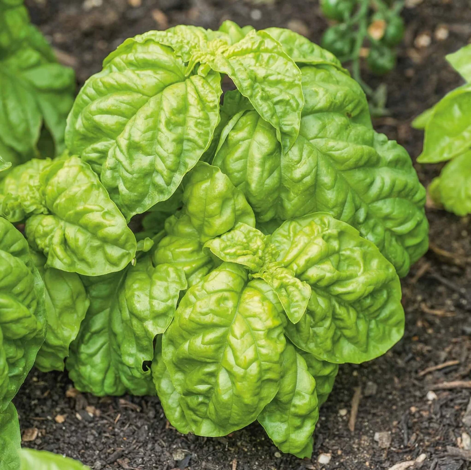 Lettuce Leaf Basil Seeds - Herbal Plant 