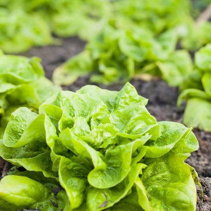 Lettuce Seeds