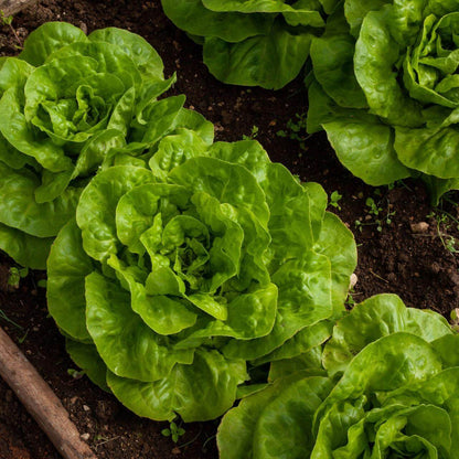 Lettuce Seeds