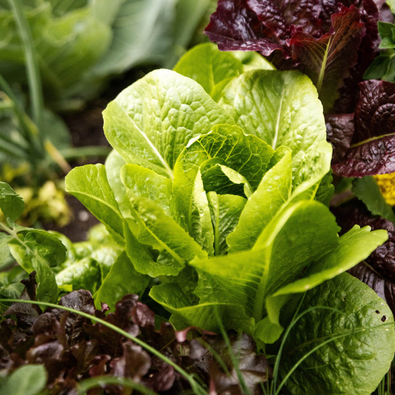 Lettuce Seeds
