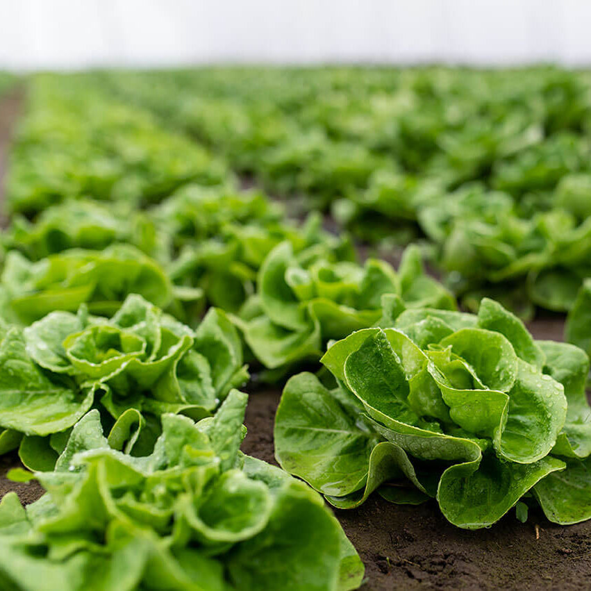 Lettuce Seeds