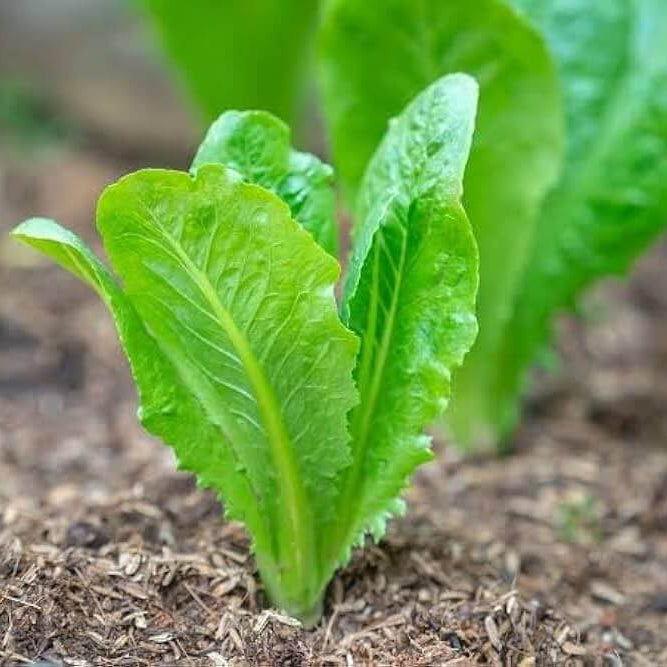 Lettuce Seeds