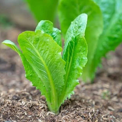 Lettuce Seeds