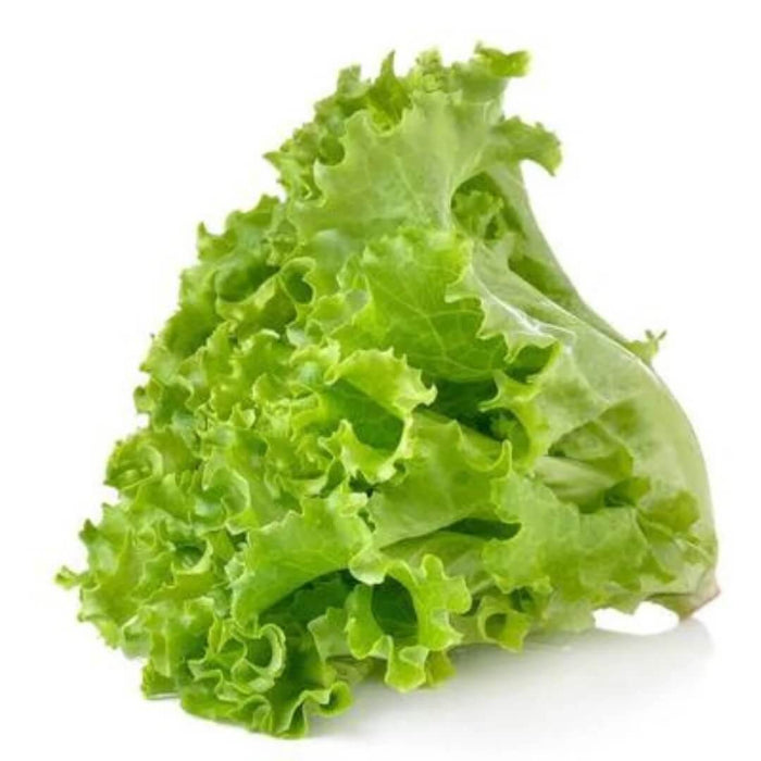 Lettuce seeds - Vegetable Plant