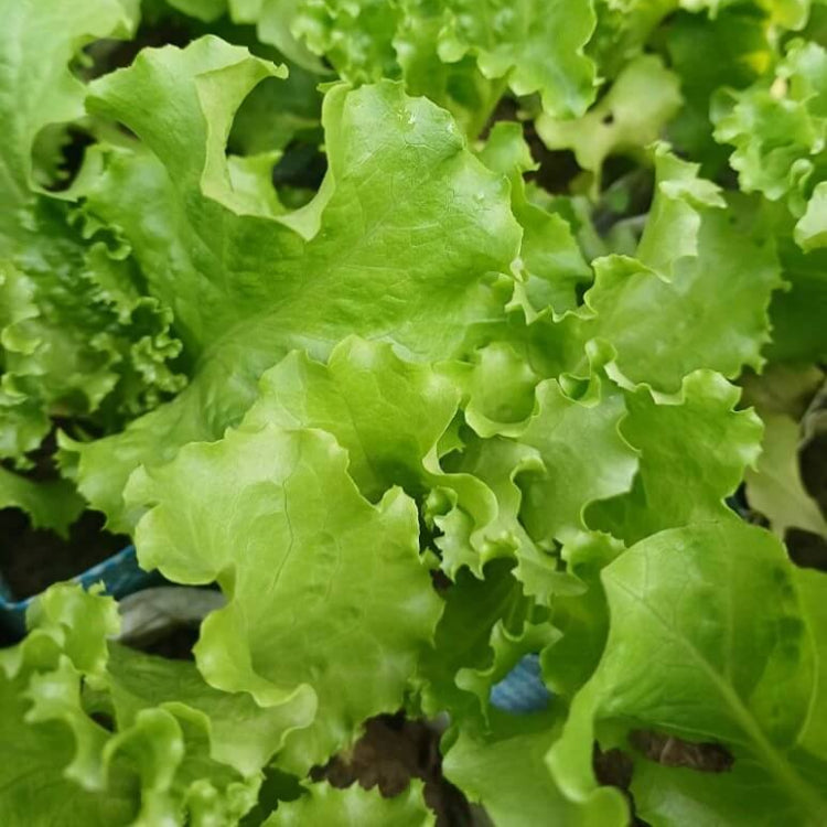Lettuce seeds - Vegetable Plant