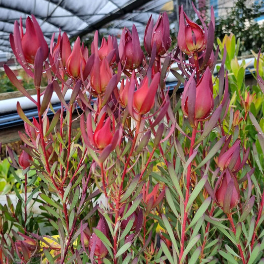 Leucadendron Seeds
