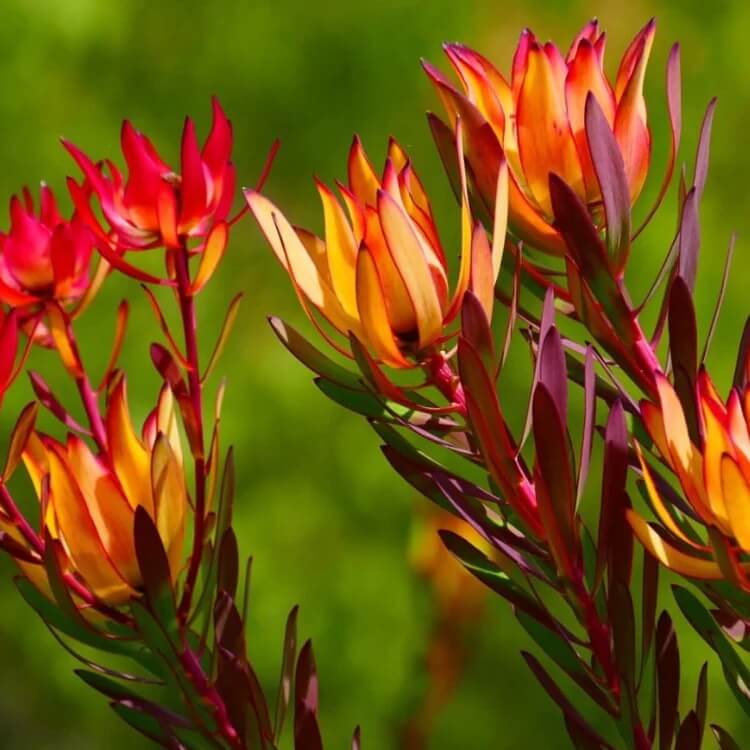 Leucadendron Seeds