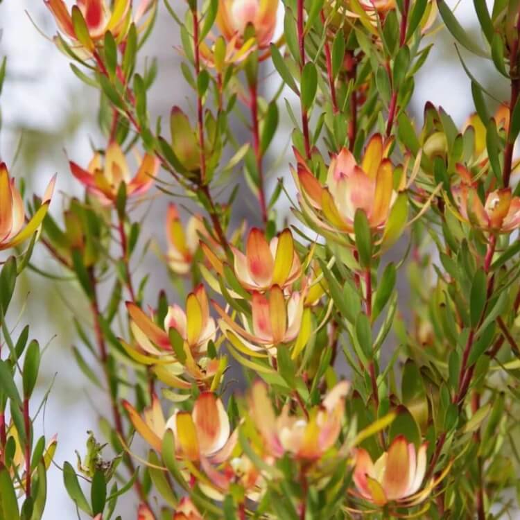 Leucadendron Seeds