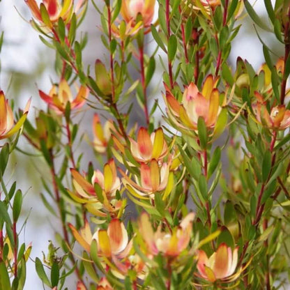 Leucadendron Seeds