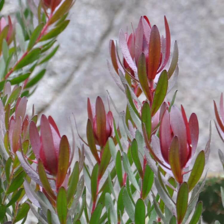 Leucadendron Seeds
