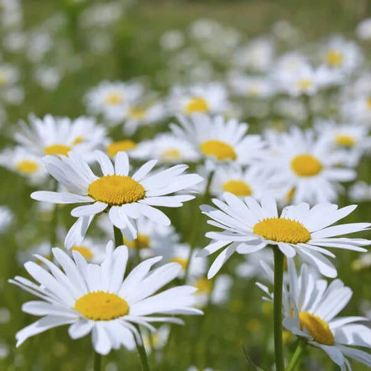 Leucanthemum Vulgare Seeds