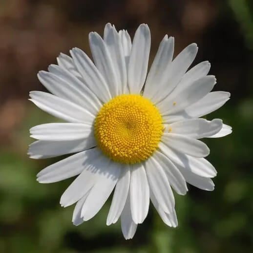 Leucanthemum Vulgare Seeds