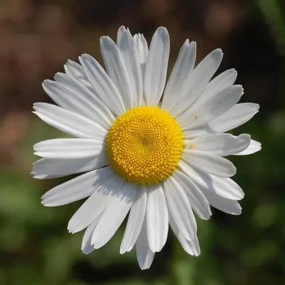 Leucanthemum Vulgare Seeds