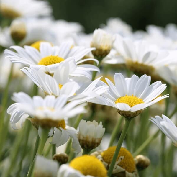 Leucanthemum Vulgare Seeds