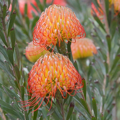 Leucospermum Seeds - Heirloom Flower Plant for Home Gardens