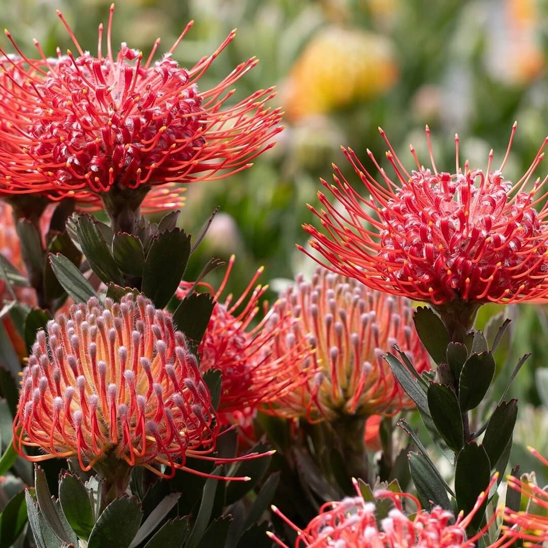 Leucospermum Seeds - Heirloom Flower Plant for Home Gardens