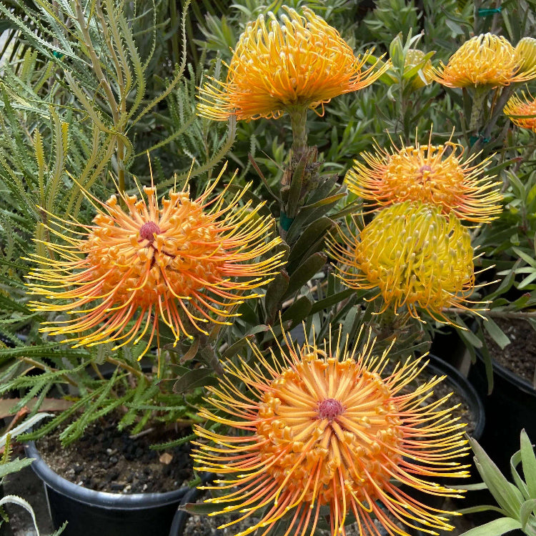 Leucospermum Seeds - Heirloom Flower Plant for Home Gardens