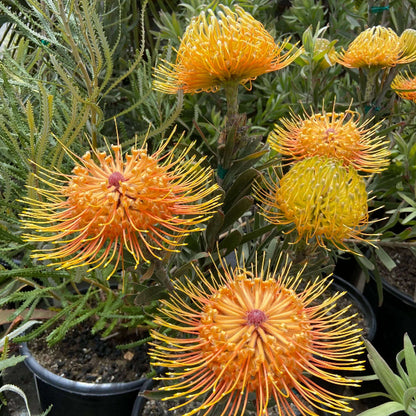 Leucospermum Seeds - Heirloom Flower Plant for Home Gardens