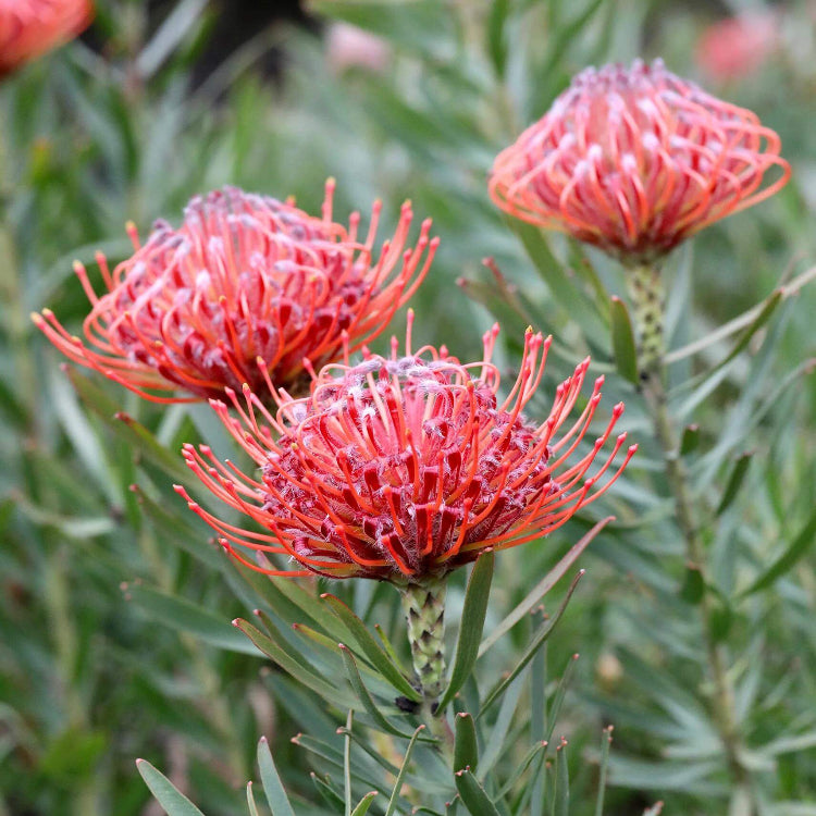 Leucospermum Seeds - Heirloom Flower Plant for Home Gardens