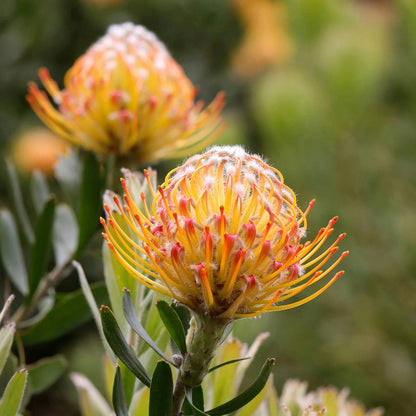 Leucospermum Seeds - Heirloom Flower Plant for Home Gardens