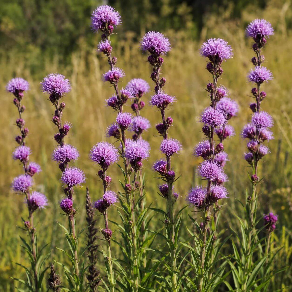 Liatris Aspera Seeds