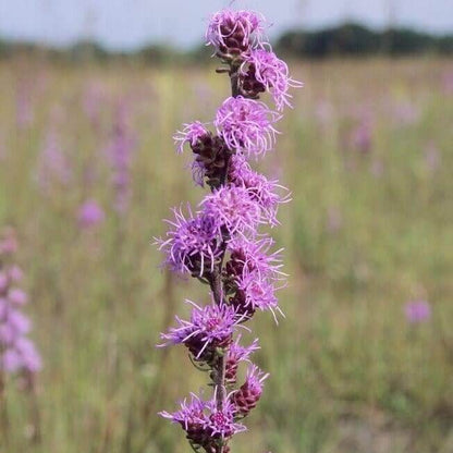 Liatris Aspera Seeds