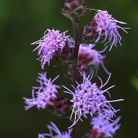 Liatris Aspera Seeds
