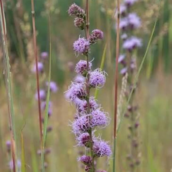 Liatris Aspera Seeds