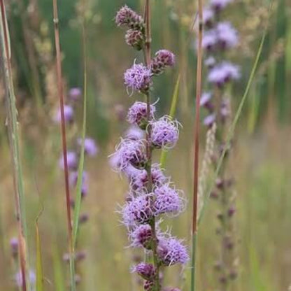 Liatris Aspera Seeds