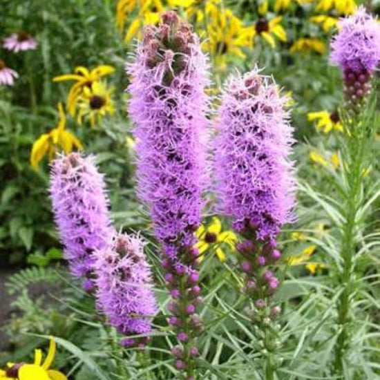 Liatris Elegans Seeds