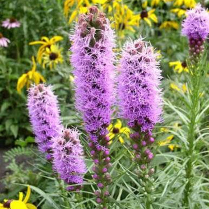 Liatris Elegans Seeds