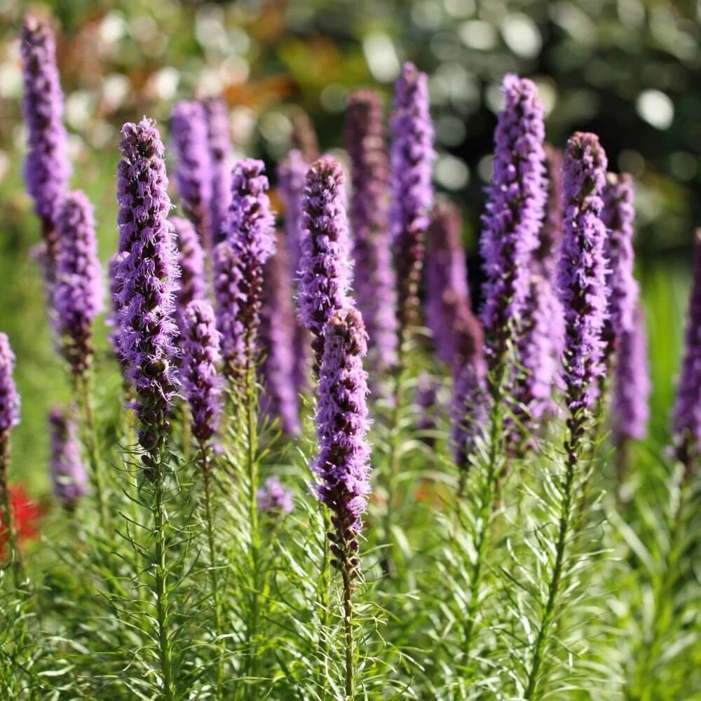 Liatris Elegans Seeds