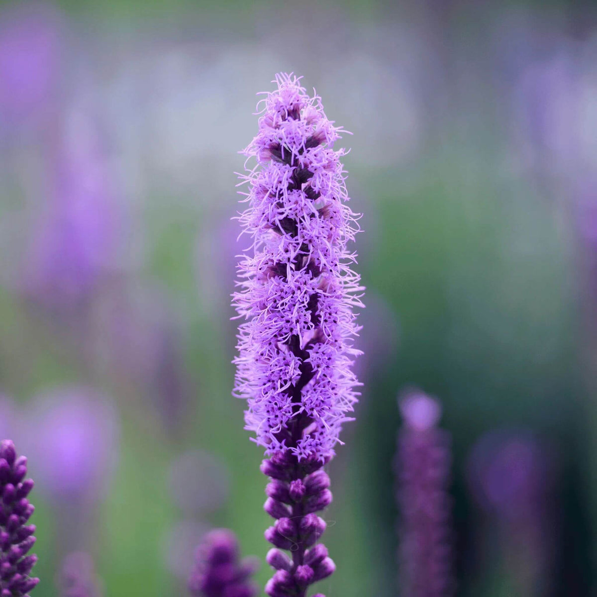Liatris Elegans Seeds
