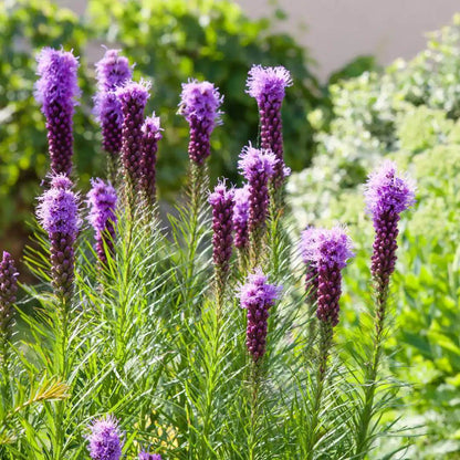 Liatris Elegans Seeds