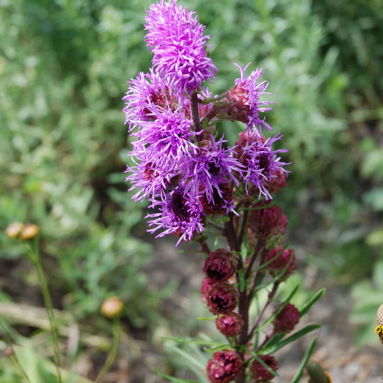 Liatris Ligulistylis Seeds