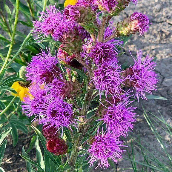Liatris Ligulistylis Seeds