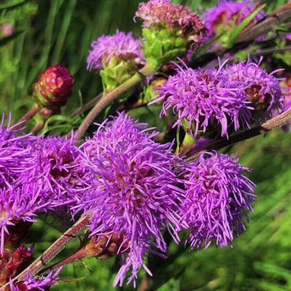Liatris Ligulistylis Seeds
