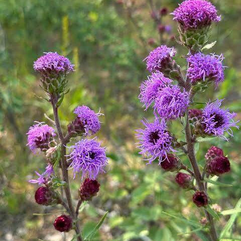 Liatris Ligulistylis Seeds