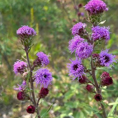 Liatris Ligulistylis Seeds