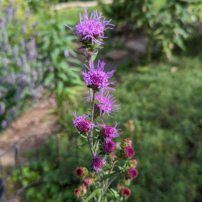 Liatris Novae-Angliae Seeds - Heirloom Flower Plant for Home Gardens