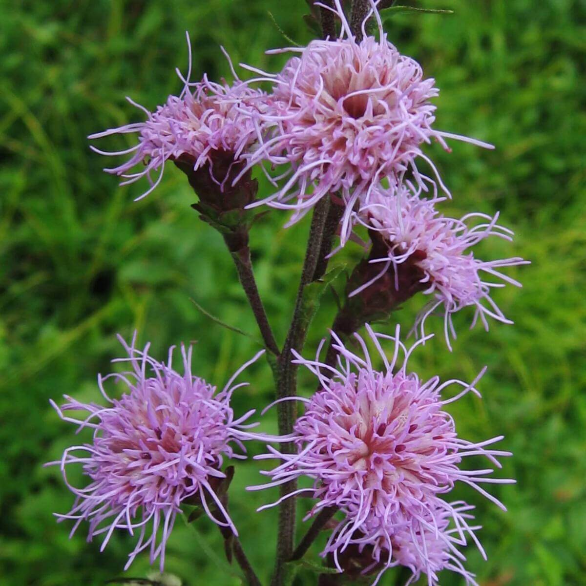 Liatris Novae-Angliae Seeds - Heirloom Flower Plant for Home Gardens