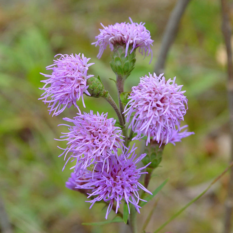 Liatris Novae-Angliae Seeds - Heirloom Flower Plant for Home Gardens